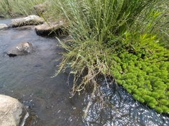 Myriophyllum aquaticum