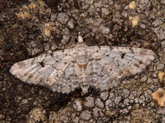 Eupithecia pimpinellata