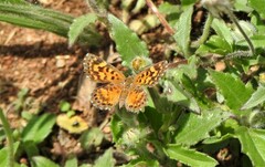 Aricoris hubrichi