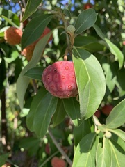 Cornus capitata