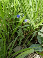 Browallia americana