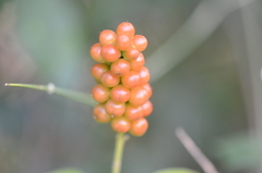 Citharexylum berlandieri