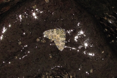 Pantherodes pardalaria