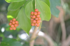Citharexylum berlandieri