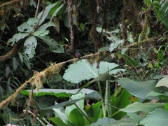 Ochthoeca cinnamomeiventris