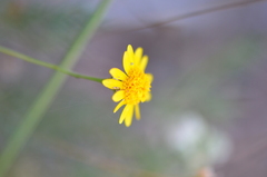 Thymophylla tenuiloba