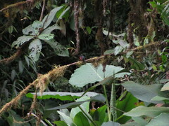 Ochthoeca cinnamomeiventris