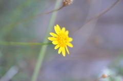 Thymophylla tenuiloba
