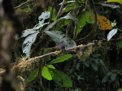 Ochthoeca cinnamomeiventris