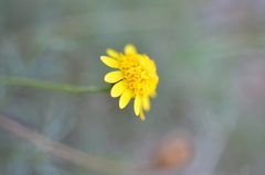 Thymophylla tenuiloba