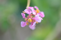 Malpighia glabra