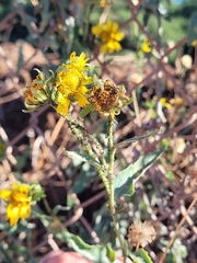 Verbesina encelioides, recorded fruiting