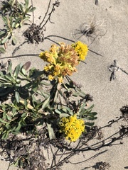 Solidago spathulata