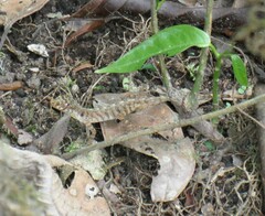 Anolis maculiventris
