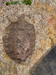 Zeugopterus punctatus