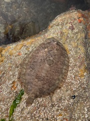 Zeugopterus punctatus