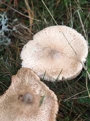 Macrolepiota mastoidea