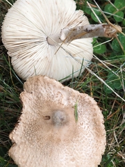 Macrolepiota mastoidea