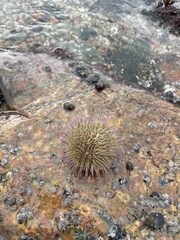 Psammechinus miliaris