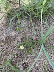 Chamaesaracha edwardsiana