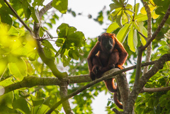 Alouatta macconnelli