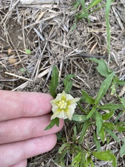 Chamaesaracha edwardsiana