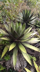 Agave funkiana