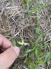 Chamaesaracha edwardsiana