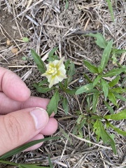 Chamaesaracha edwardsiana