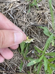 Chamaesaracha edwardsiana