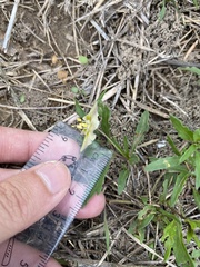 Chamaesaracha edwardsiana