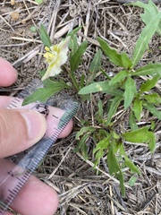 Chamaesaracha edwardsiana