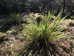 Anthoxanthum occidentale