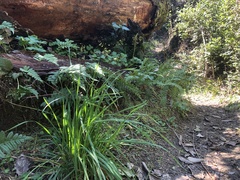 Anthoxanthum occidentale