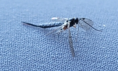 Pimpla pedalis