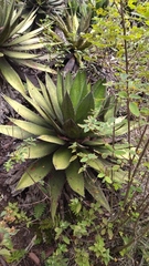 Agave funkiana