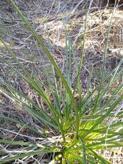 Hesperaloe