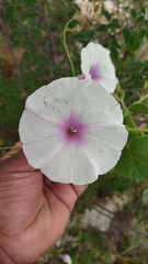 Ipomoea purpurea