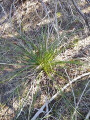 Hesperaloe