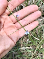 Lobelia flaccida