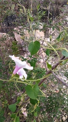Ipomoea purpurea