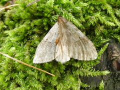 Epirrita dilutata