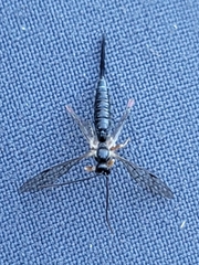 Pimpla pedalis