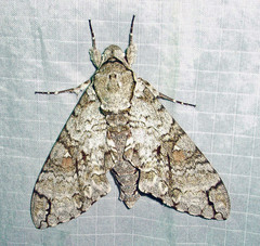 Manduca florestan