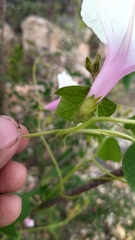 Ipomoea purpurea