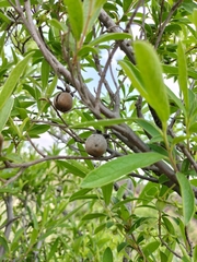 Diospyros lycioides