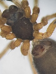 Agyneta simplicitarsis