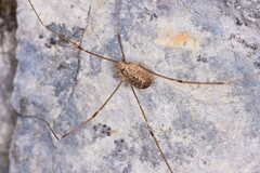 Leiobunum religiosum