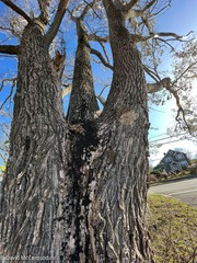 Populus × canescens