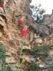 Penstemon